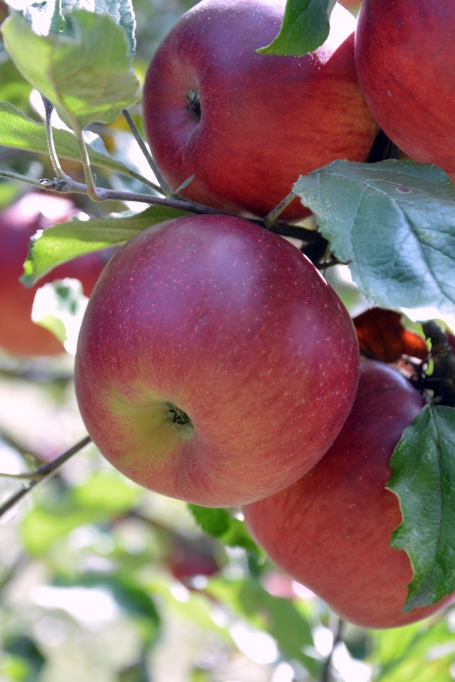 Сладкие красные яблоки на ветках дерева
