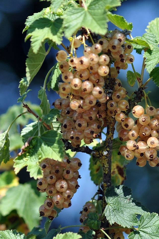Ягоды белой смородины на ветке