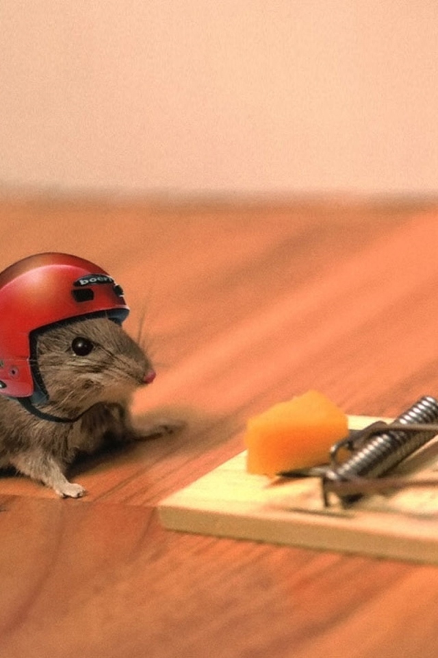 Маленький мышонок в шлеме у мышеловки