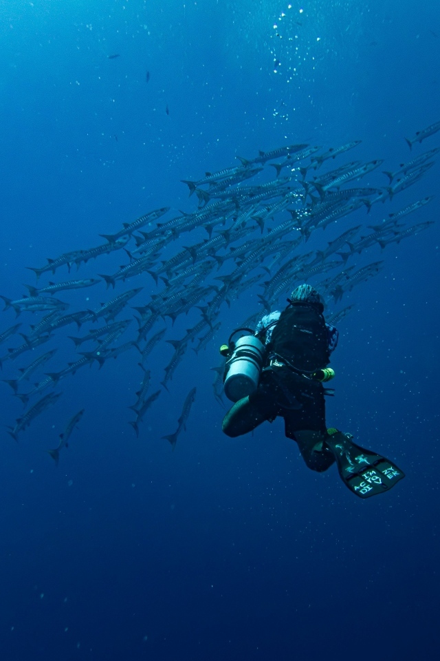 Дайвер плавает под водой с рыбами