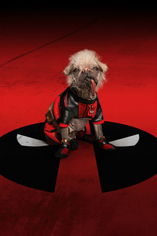 Собака на красном фоне фильм Дэдпул и Росомаха 2024