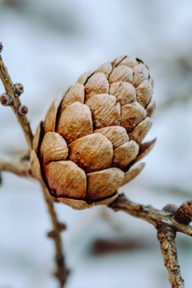 Большая коричневая шишка на ветке дерева