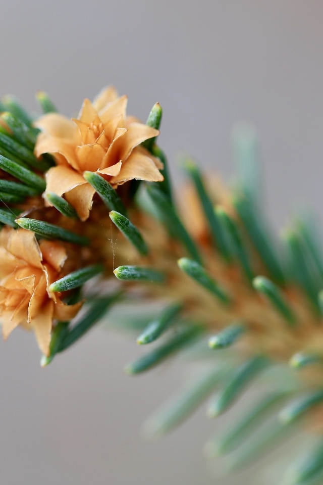 Зеленая еловая ветка с цветами