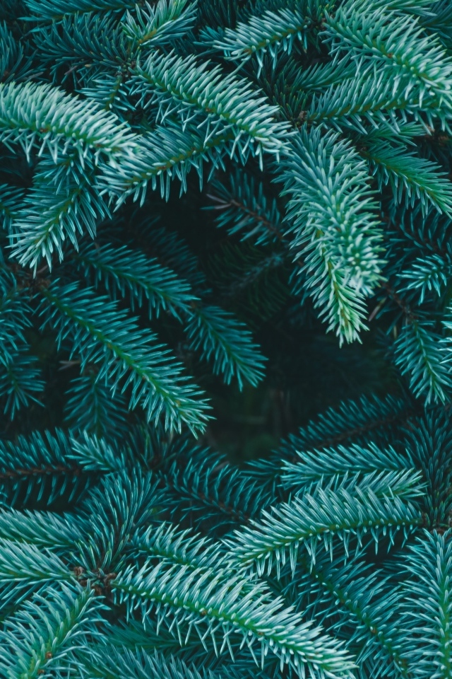 Зеленые колючие ветки ели крупным планом