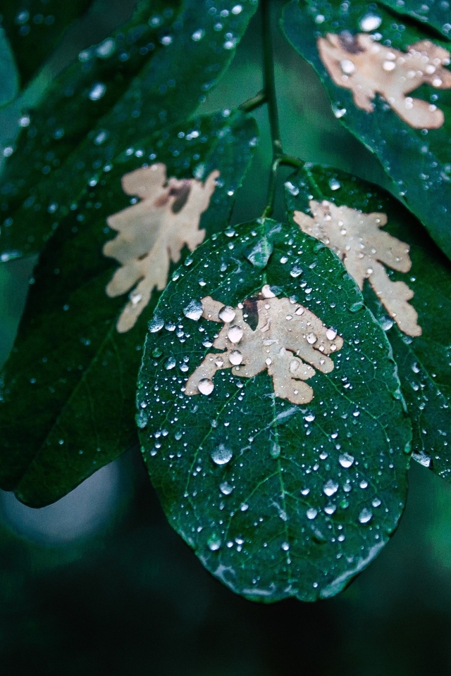 Капли дождя на зеленой ветке дерева