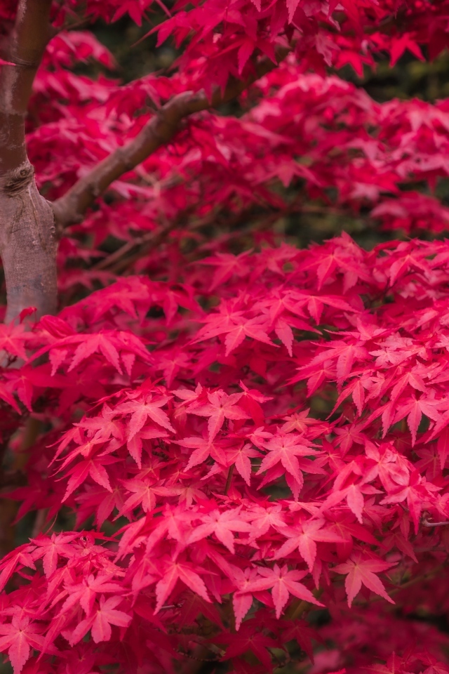 Красные листья клена на дереве осенью