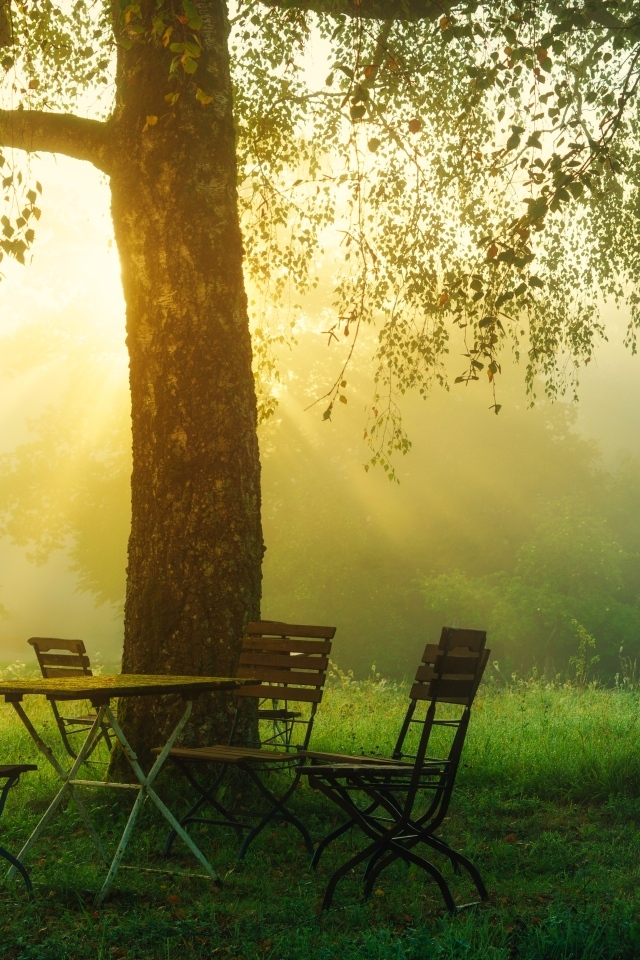Стол и стулья у дерева в саду на рассвете 