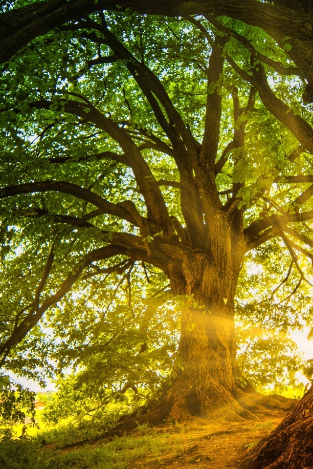 Солнечные лучи пробиваются сквозь большое ветвистое дерево