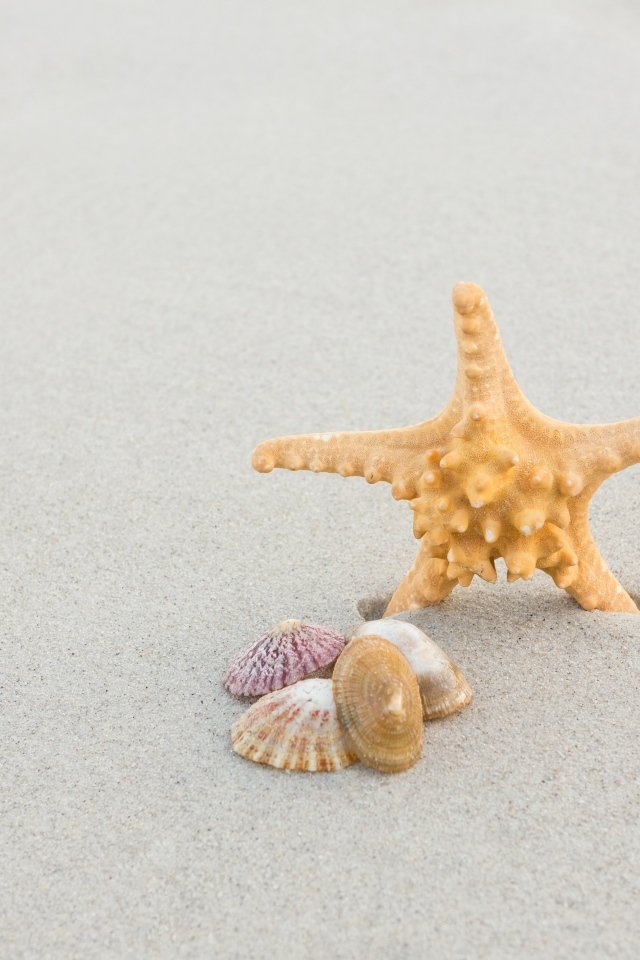 Морская звезда с ракушками на сером песке