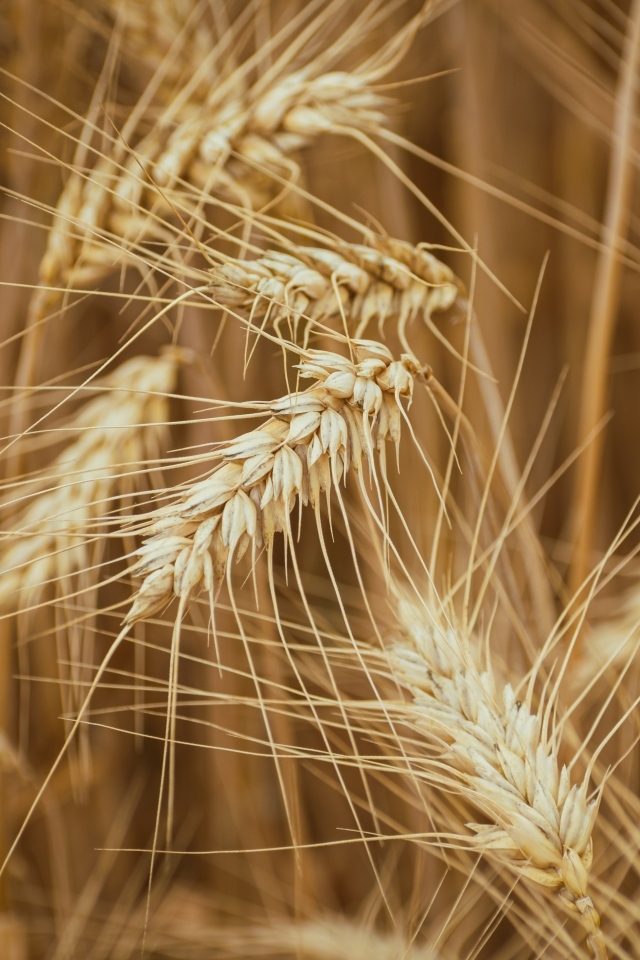 Колоски спелой пшеницы на поле крупным планом