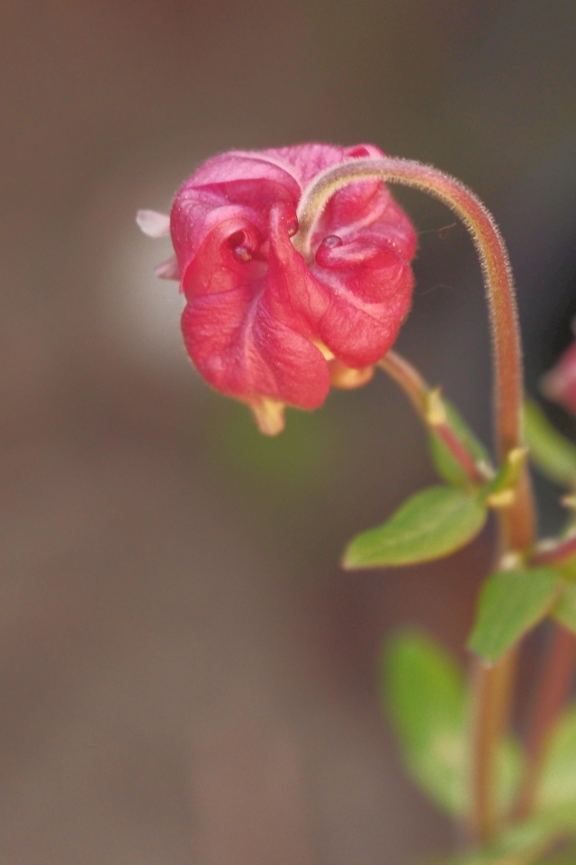 Распускающийся розовый цветок