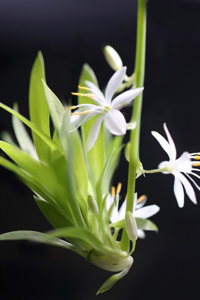 Отросток белого комнатного цветка хлорофитум