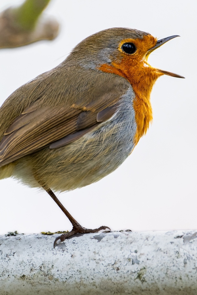 Маленькая европейская малиновка сидит на ветке