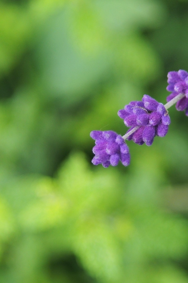 Веточка с фиолетовыми цветами лаванды