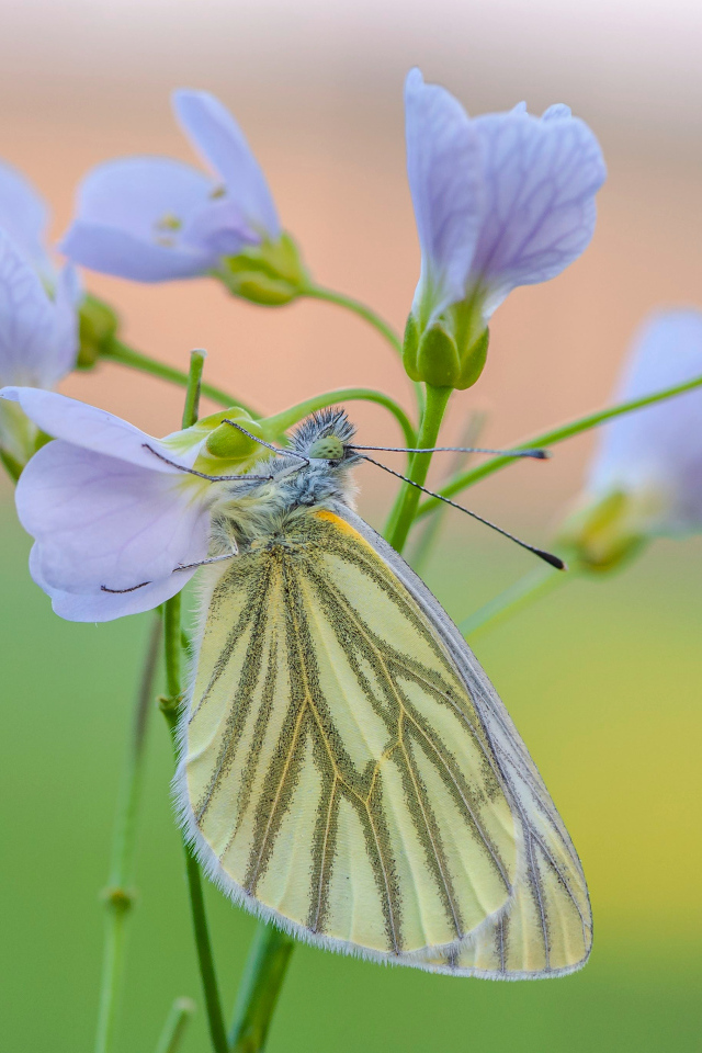 Желтая бабочка висит на голубом цветке