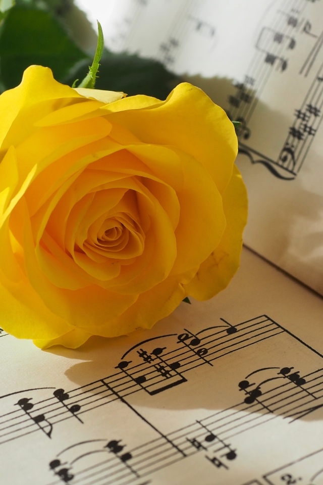 Желтая роза лежит на нотной тетради