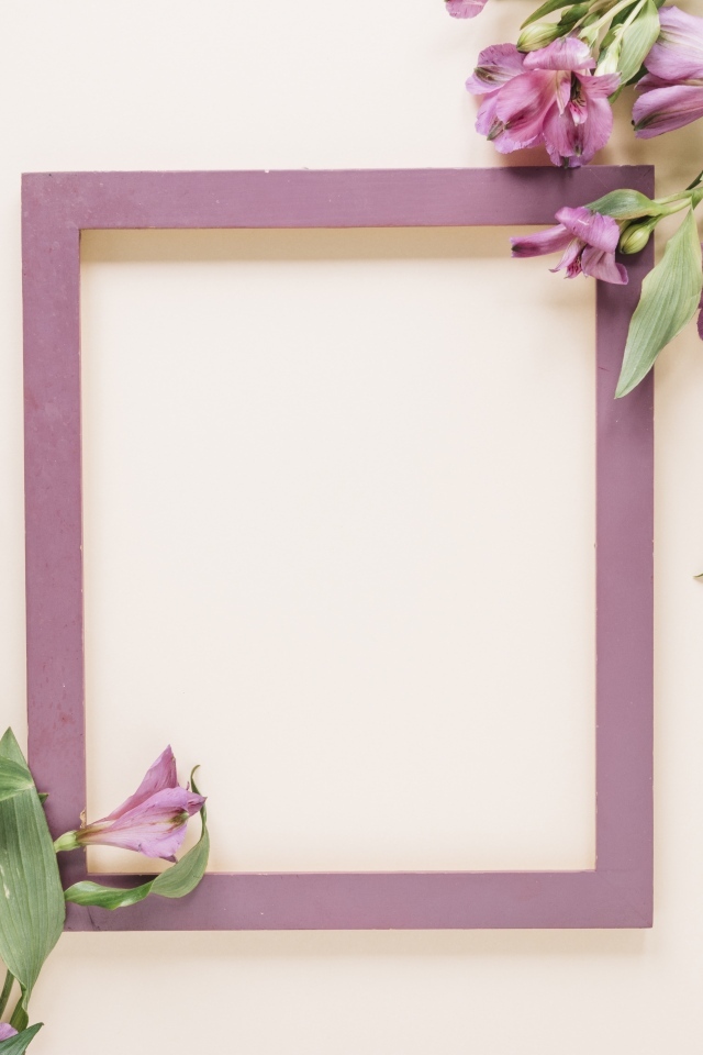 Цветы альстромерии на белом фоне с рамкой