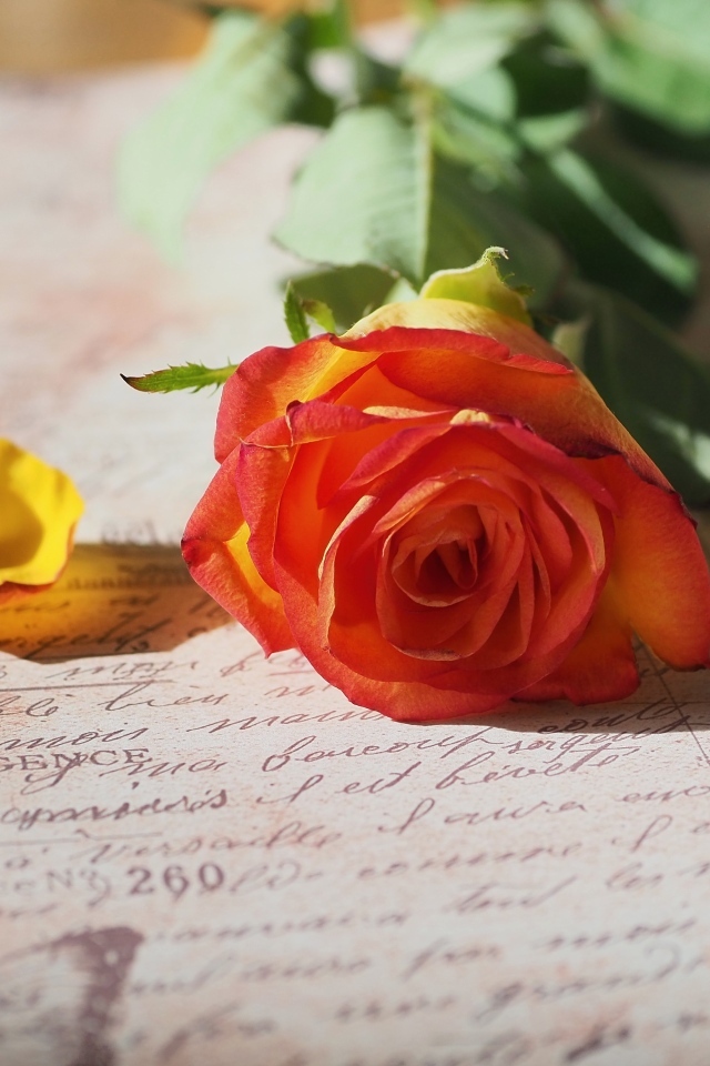 Оранжевая роза лежит на тетради