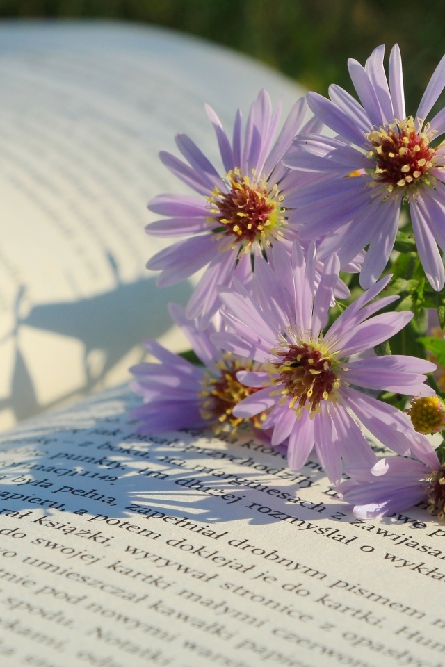 Осенние цветы сентябринка лежат на книге