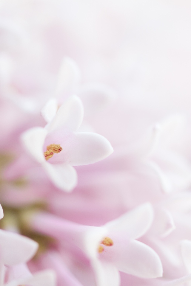 Фон с нежными розовыми цветами сирени