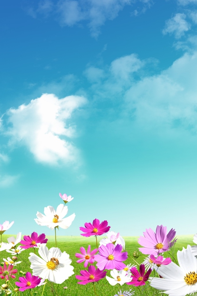 Красивый фон с небом и цветами космеи