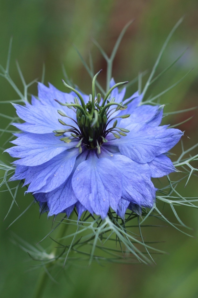 Красивый голубой цветок василек крупным планом