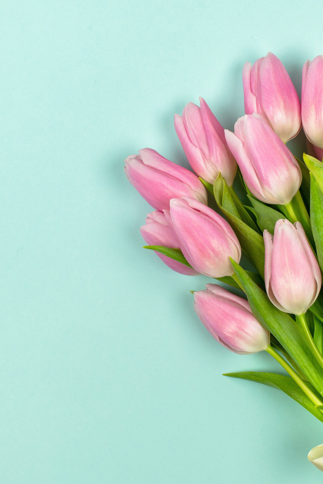 Красивый букет розовых тюльпанов на голубом фоне с лентой