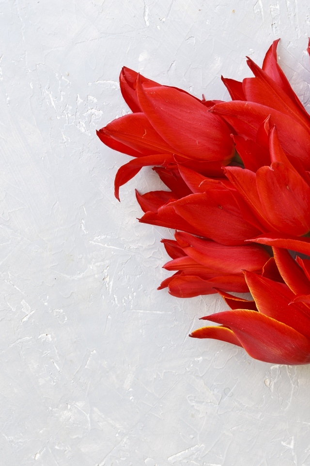 Красивый букет красных тюльпанов на сером фоне