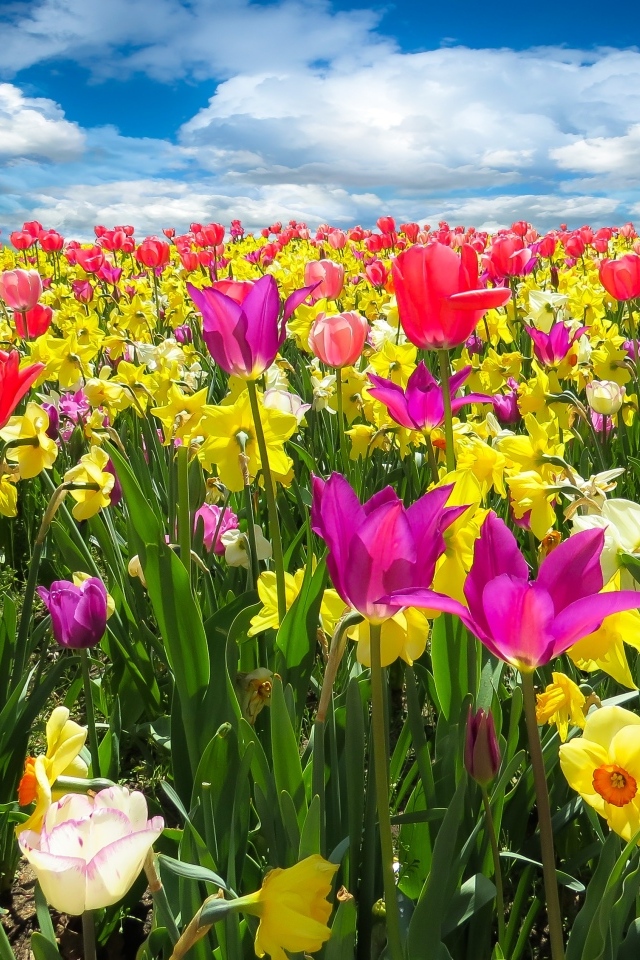 Красивое яркое поле с тюльпанами и нарциссами под голубым небом с белыми облаками