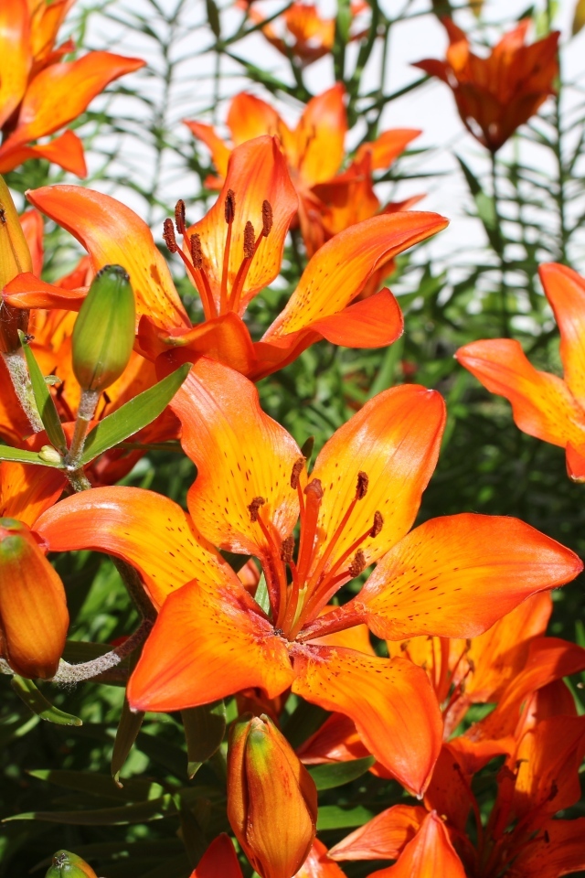 Красивые яркие оранжевые лилии крупным планом