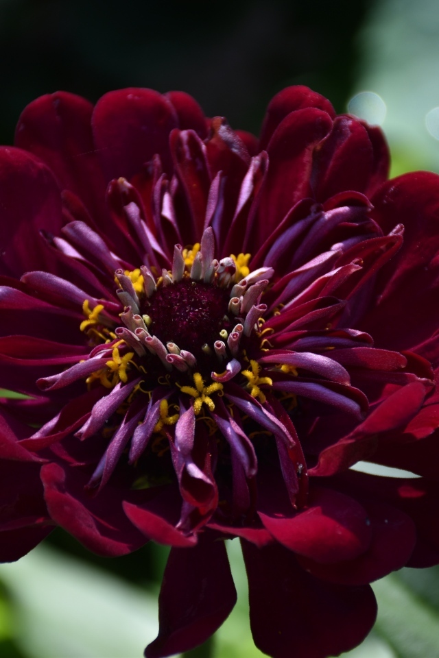 Красивый бордовый цветок циннии