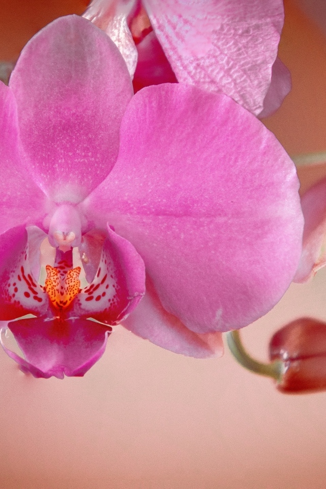 Красивая нежная розовая орхидея с бутонами