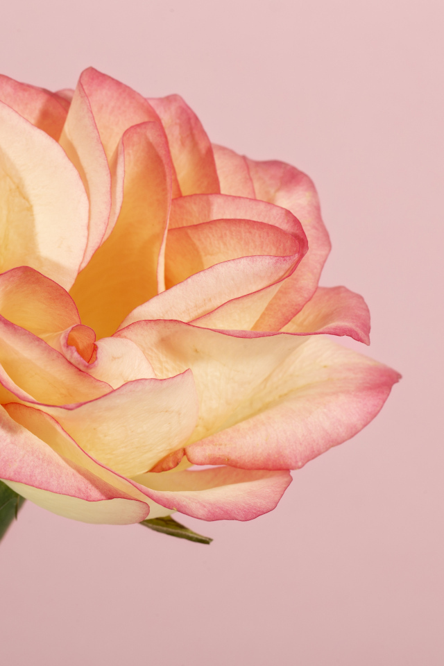 Красивая нежная роза на розовом фоне