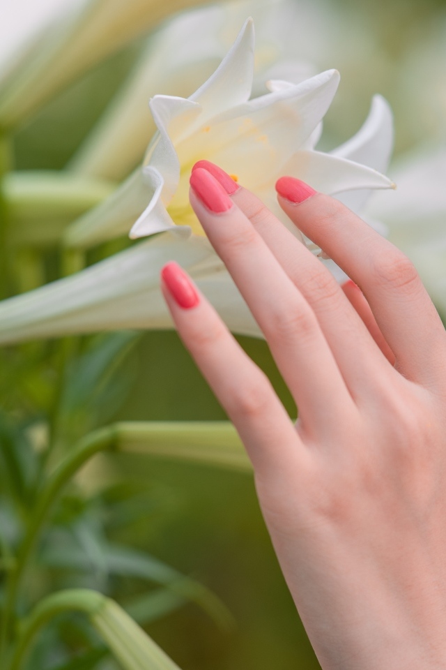 Красивая женская рука с цветами лилии