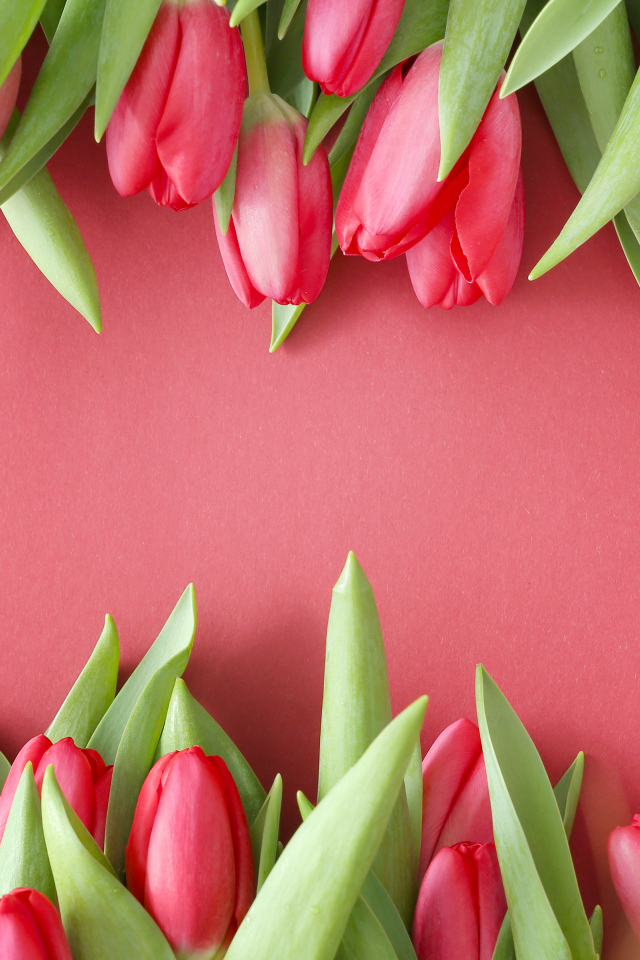 Красивые свежие тюльпаны на розовом фоне