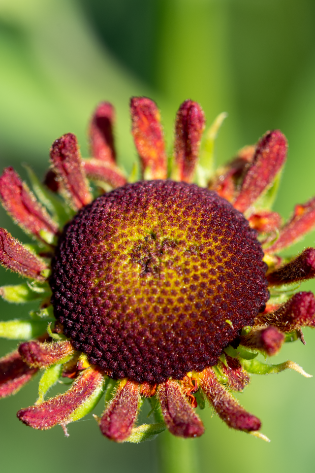 Красивый садовый цветок с маленькими лепестками