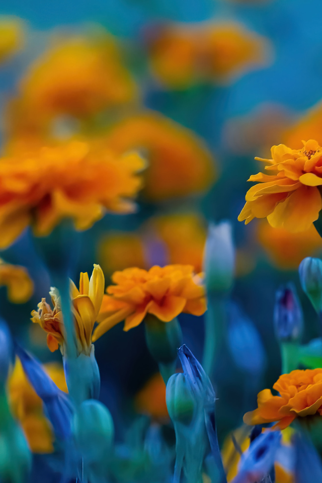 Красивые цветы бархатцы крупным планом