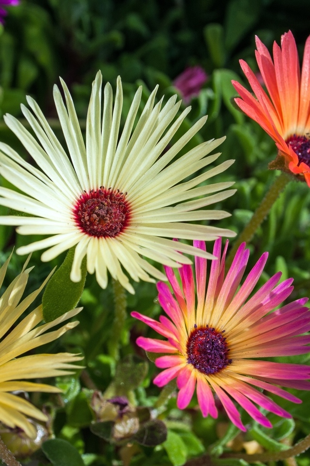 Красивые разноцветные цветы остеоспермум