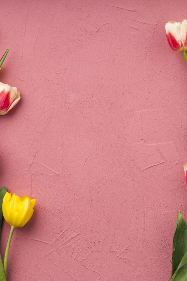 Красивые разноцветные тюльпаны на розовом фоне