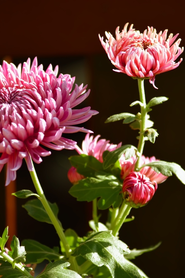 Красивые розовые цветы хризантемы с бутонами в лучах солнца