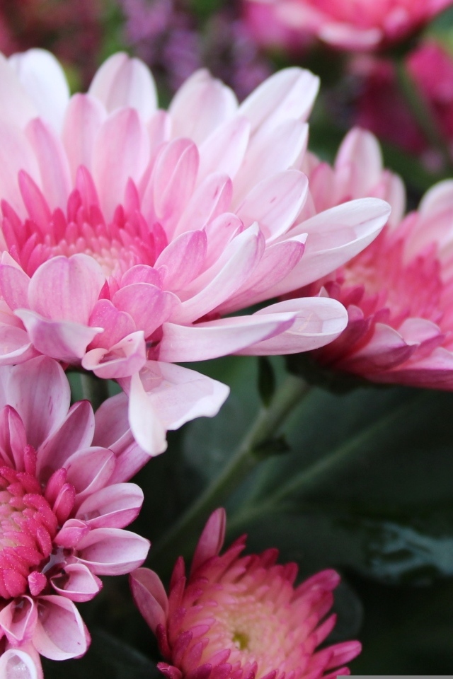 Красивые розовые хризантемы крупным планом осенью