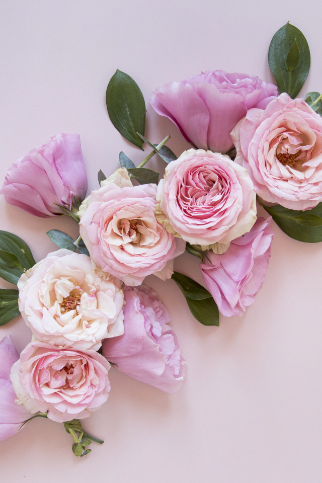 Красивые розовые цветы на сером фоне