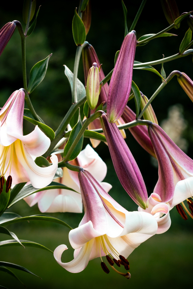 Красивые розовые цветы лилии крупным планом