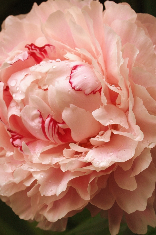 Красивый розовый пион в каплях росы