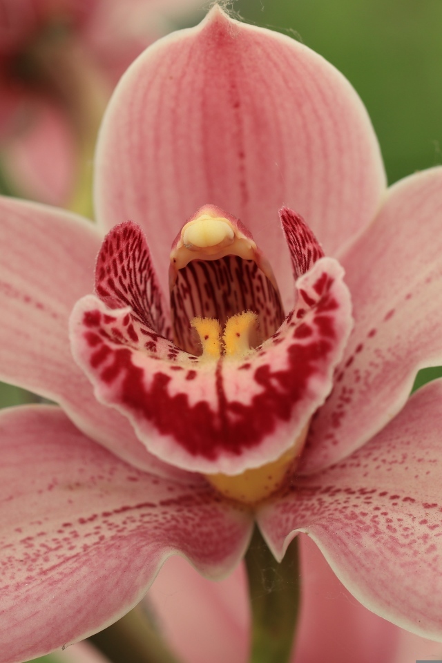 Красивая розовая орхидея фаленопсис крупным планом