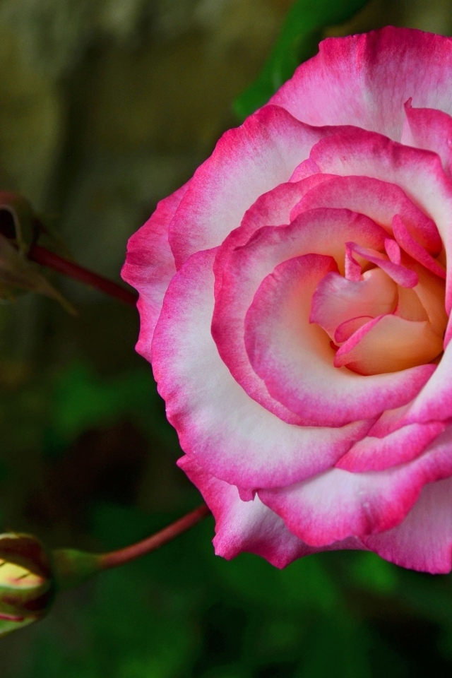 Красивая розовая роза с бутонами крупным планом