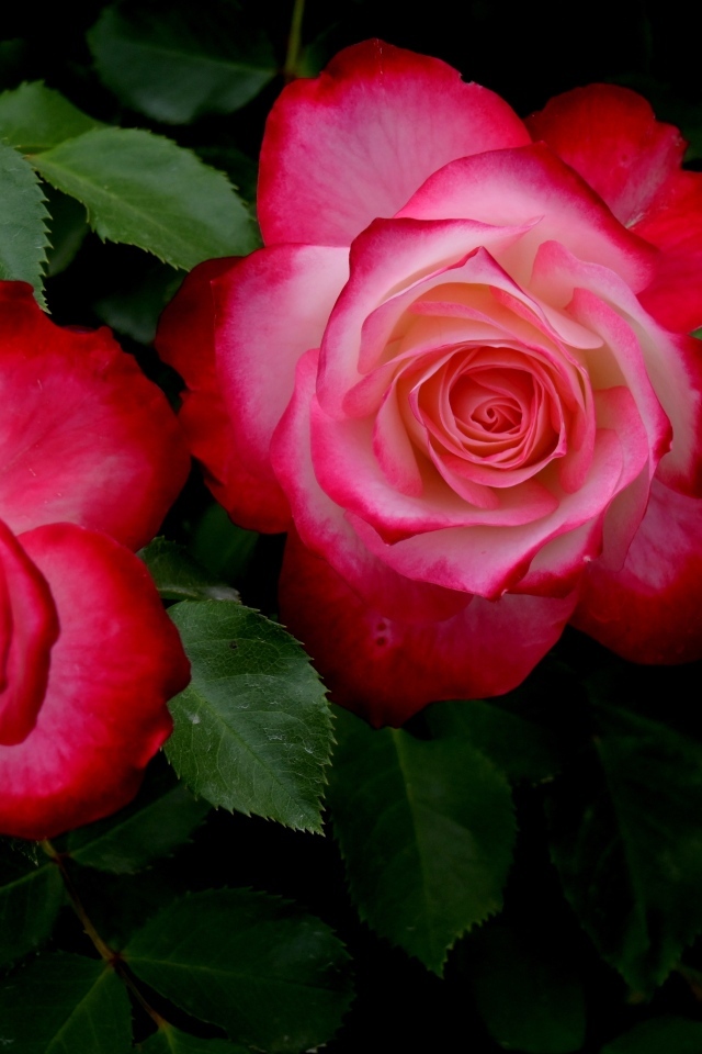 Красивые розовые розы с зелеными листьями на клумбе