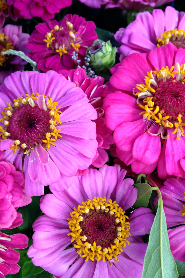 Красивые розовые цветы цинния