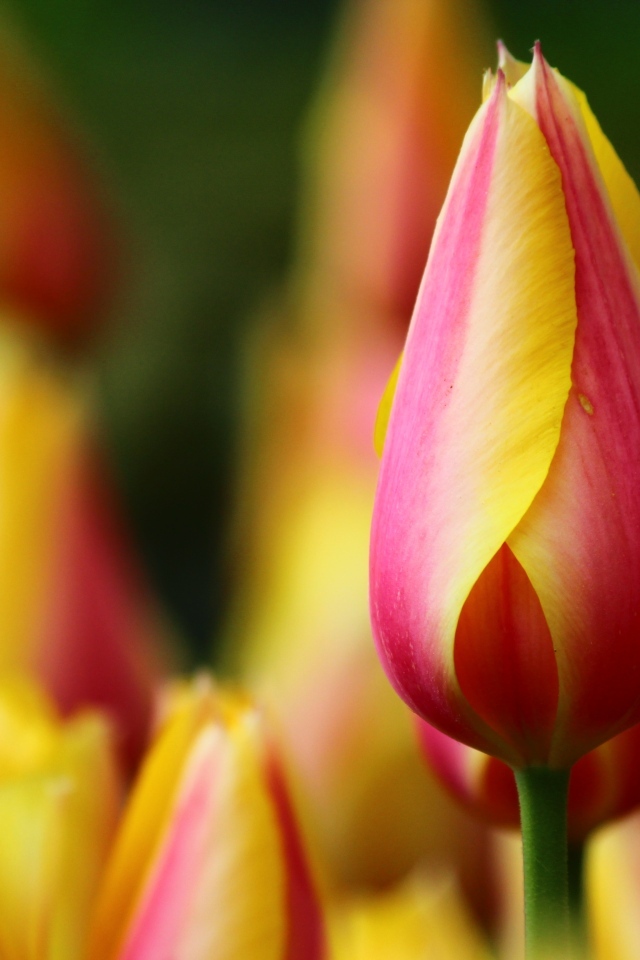 Красивый красный тюльпан с желтыми краями на лепестках