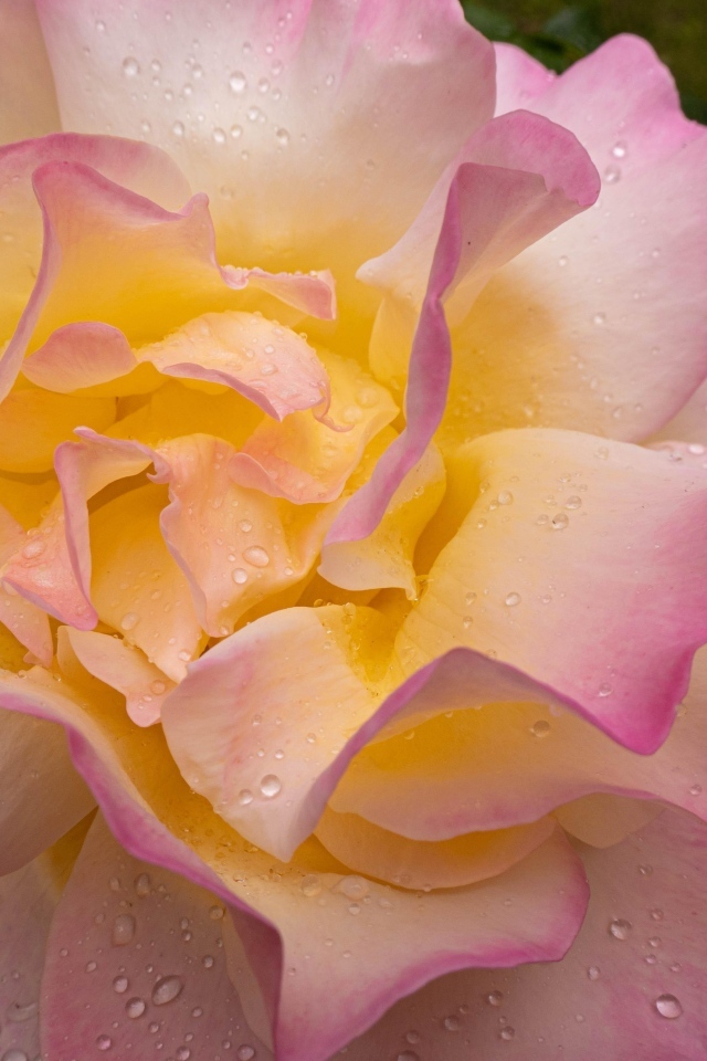 Красивая роза Глория Дей в каплях росы